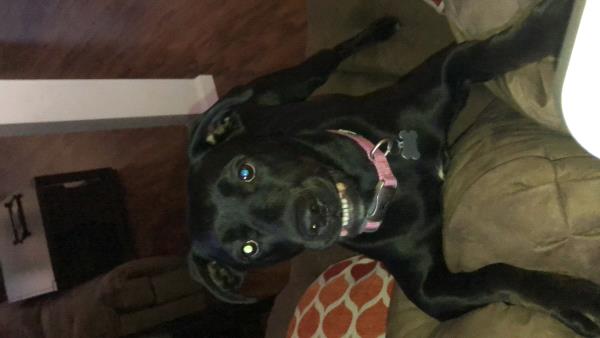 /Images/uploads/Humane Society of Lackawanna County/LoveYourPet/entries/9700thumb.jpg